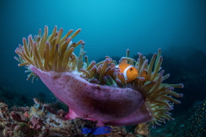 Amphiprioninae - Clownfish in Anemone by Wayne Jones 